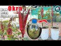 How to grow okra in containers using kitchen waste