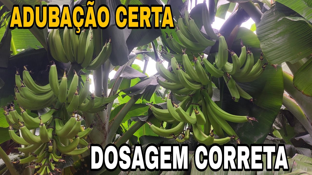 QUAL ADUBO USAR PRA ENCHIMENTO DO CACHO DE BANANA.