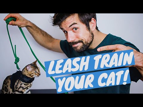 فيديو: كيفية تدريب القط على المشي على المقود أو القط تسخير