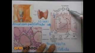 ormBio version2 : ระบบต่อมไร้ท่อ 03