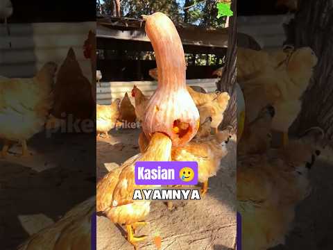Nyusahin ayam makan? 🐔🥺 #shorts