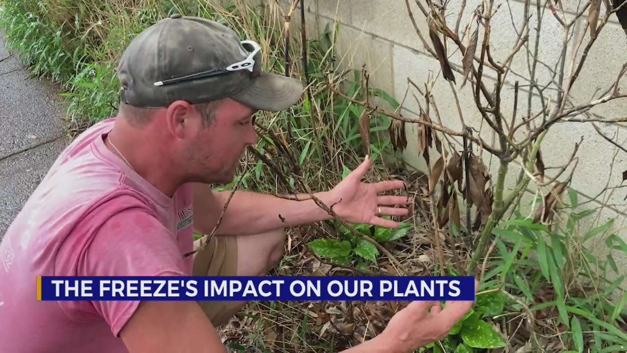 How to tell if your plants survived December’s flash freeze YouTube