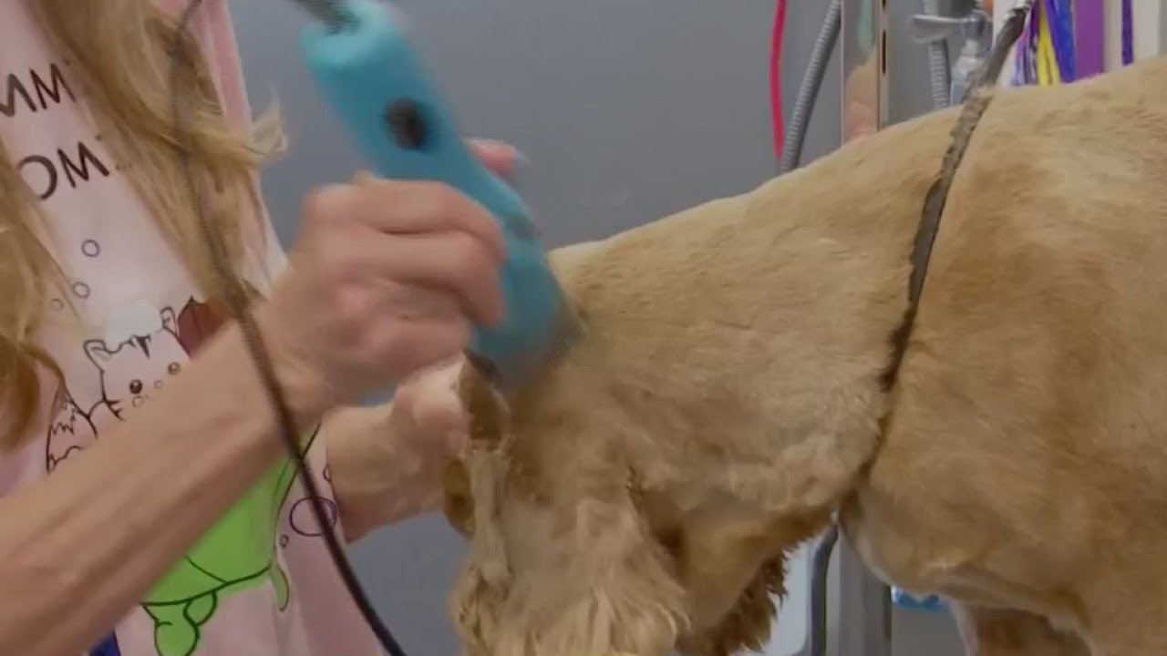Protecting your pets at the groomer YouTube