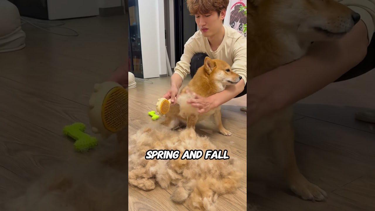 Why Do Dogs Shed So Much Hair? 🐶✨