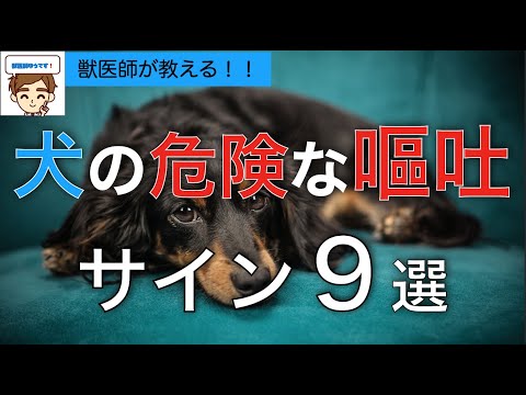 犬のキケンな嘔吐の見分け方　見逃してはいけないサイン９選【獣医師が解説】