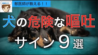 犬のキケンな嘔吐の見分け方　見逃してはいけないサイン９選【獣医師が解説】