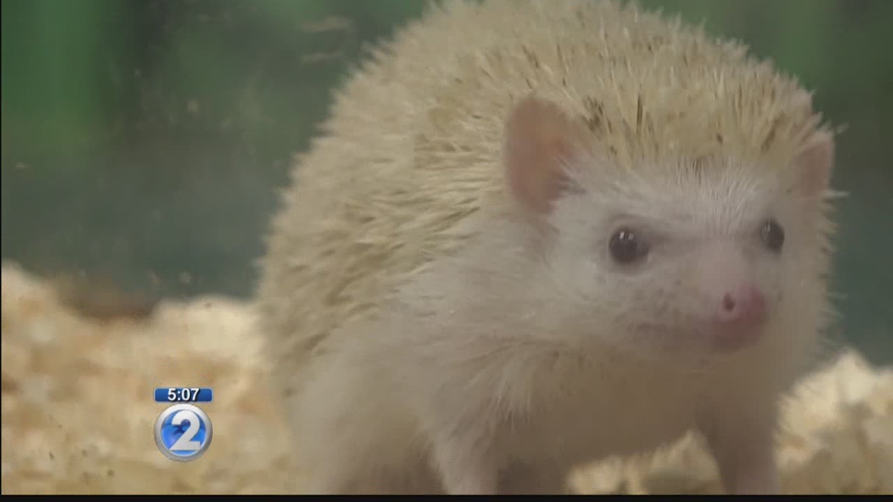 Cute, but illegal hedgehog brought into Hawaiian Humane Society