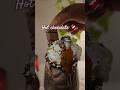 Hot Chocolate recipe #beverage #recipe #swisschocolate #hotchocolate #eveningvibes