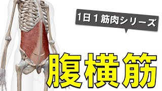 【1日1筋肉×腹横筋】腹筋群の最下層：腹横筋の起始停止と作用について