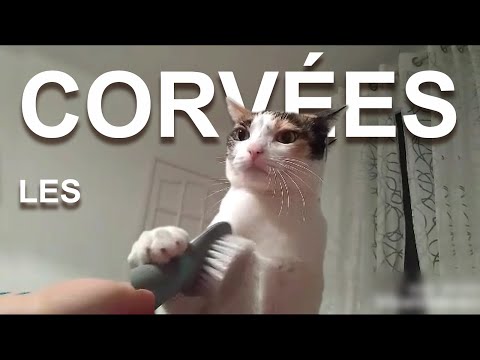 LES CORVÉES - PAROLE DE CHAT