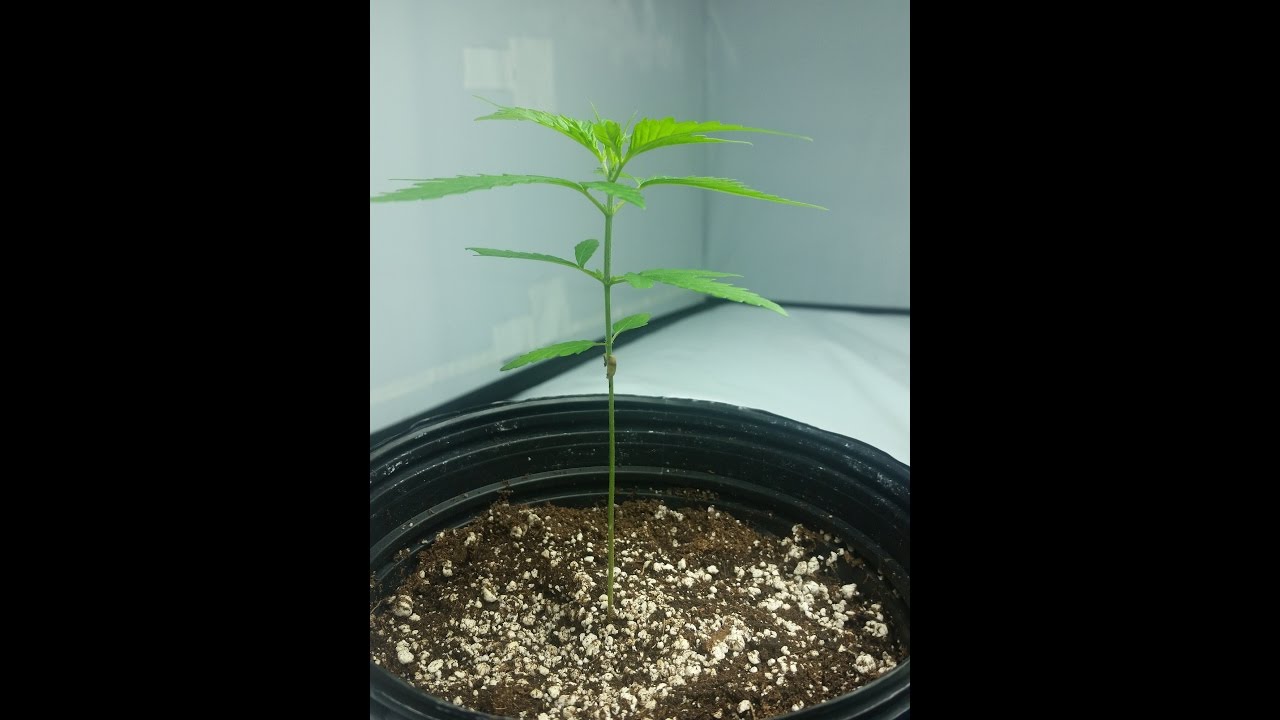 The Best Way to Transplant Your Cannabis