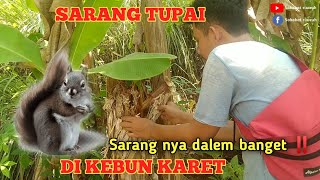 Mencari sarang tupai, di kebun karet sarang dalem banget‼️