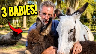 We Have THREE New Baby Mini Donkeys!