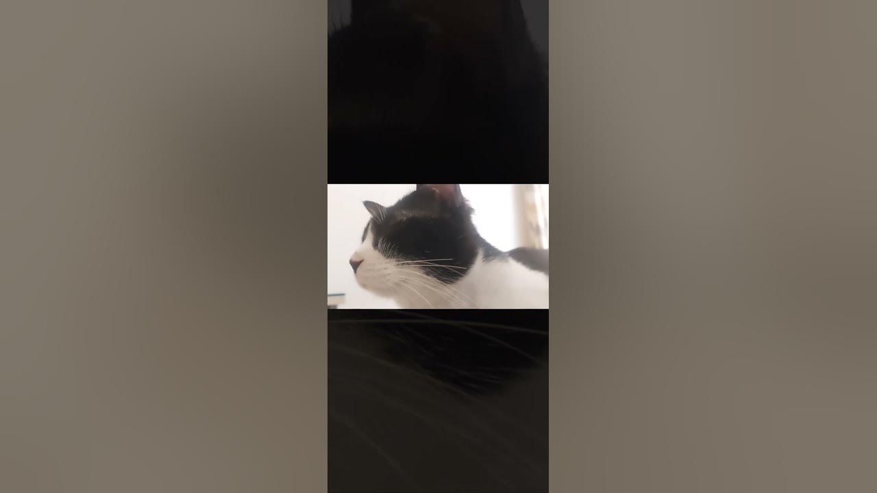 why cats so cute? 😍 🐈 himalayan bicolor siamesecat shorts