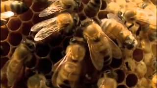 NATURE   Silence of the Bees   Inside the Hive   PBS Silence Of The Bees Worksheet