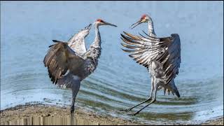 Turnaların Dansı ( Dance of Cranes )