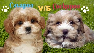 Cavapoo vs Cockapoo