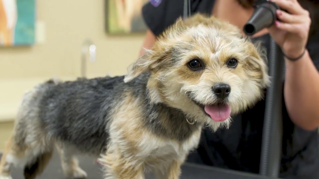 Reber Ranch | Kent Pet Store, Groomer, Dog Park & Vet - YouTube