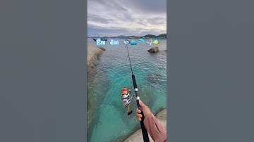 Cá ngừ đại dương #fishing