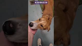 Artemis A2096329