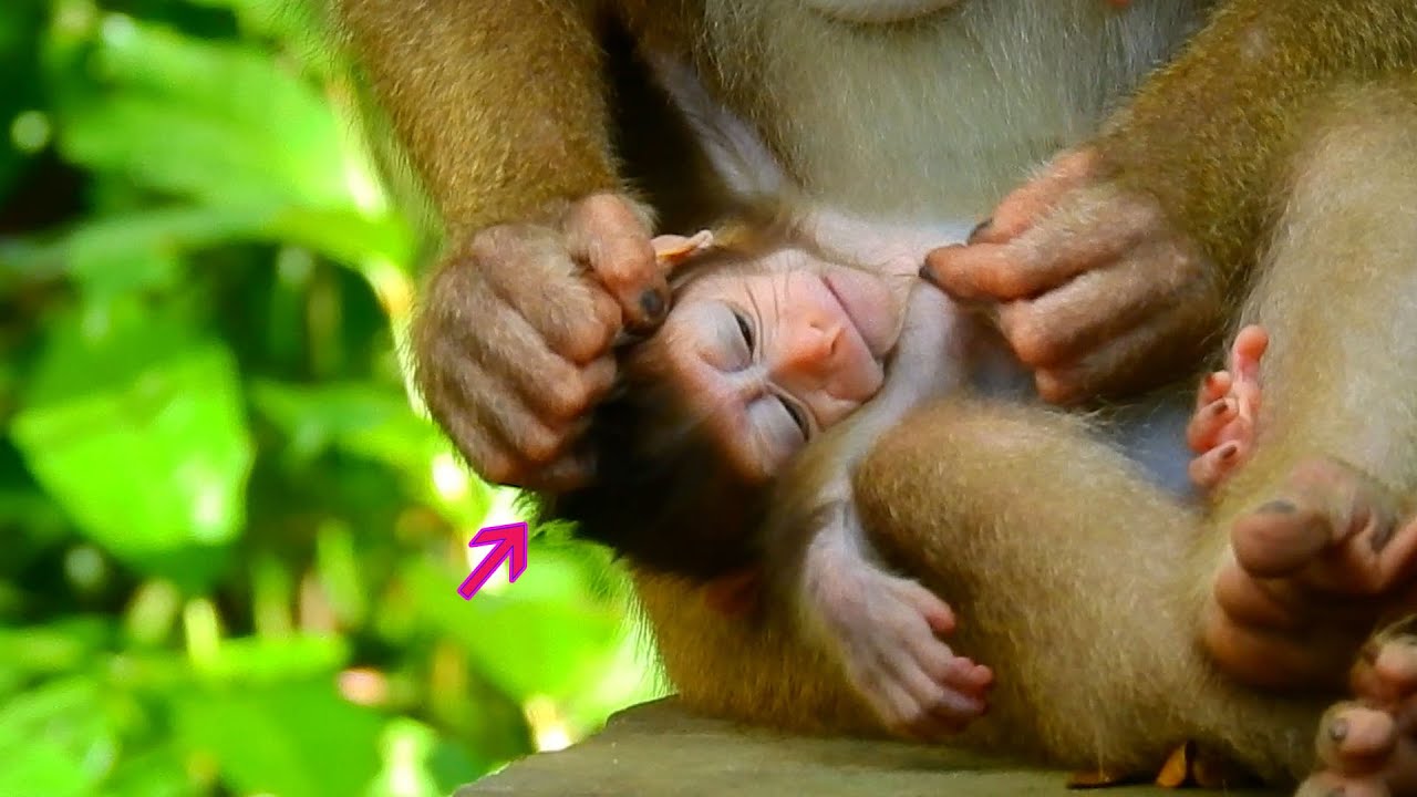 Rainbow got deep sleep when mummy Libby grooming