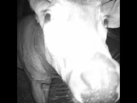 Mr. Buck SMEARS nose on Trail Camera!