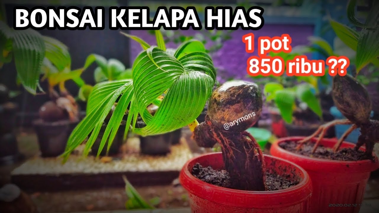  BONSAI  KELAPA  TANAMAN HIAS UNIK  YouTube