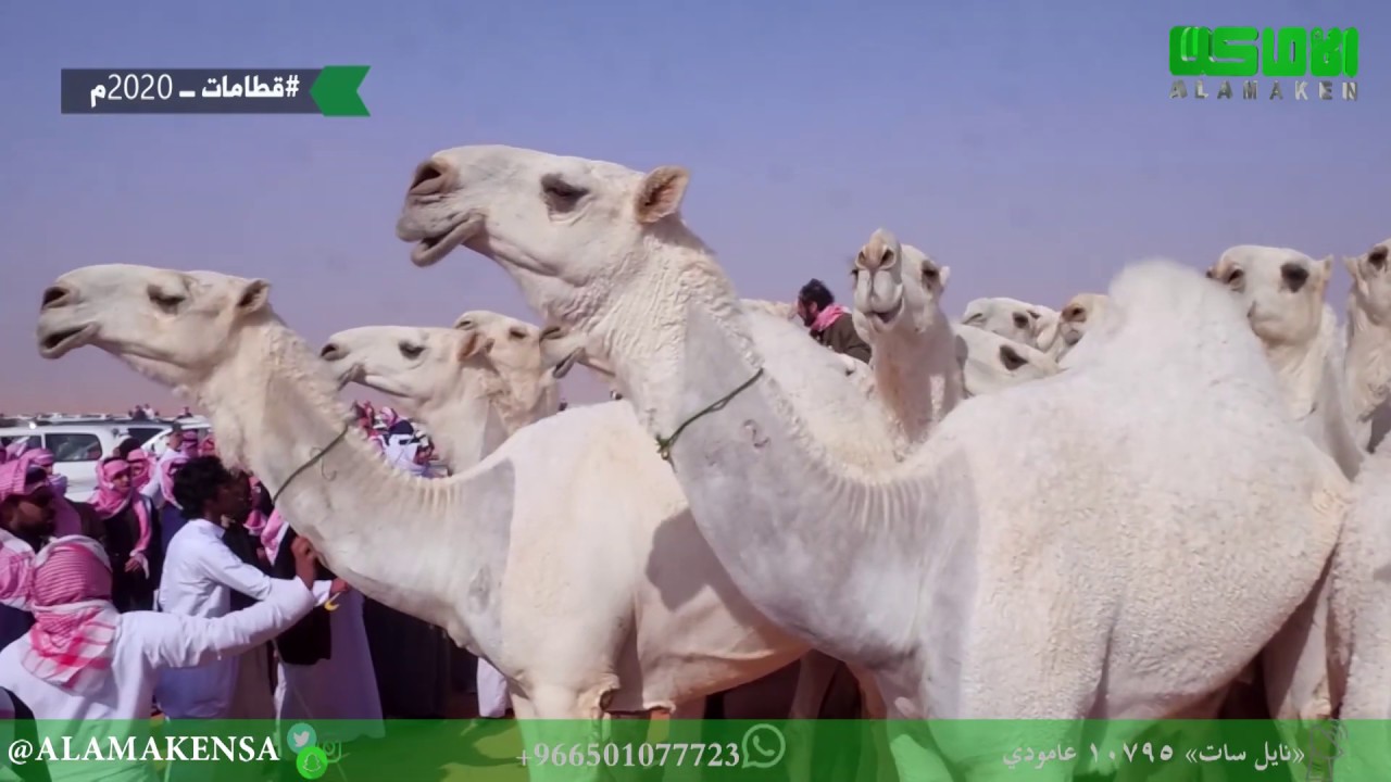 مسيرة منقية رجل الأعمال عبد المحسن  بن بعيجان العتيبي الف مبروك المركز الأول