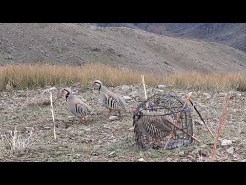 охота кеклик 14