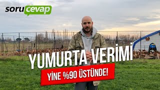 Yumurta verimimiz, tekrar %90 üstünde !!  Sizden gelen soruları cevapladık