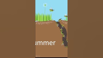 Ground Yellow Jackets build their nest underground in secluded spots #insects #bees