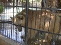 Sky news two brown bears fm limasol zoo  cyprus travel to budapest noa and mida