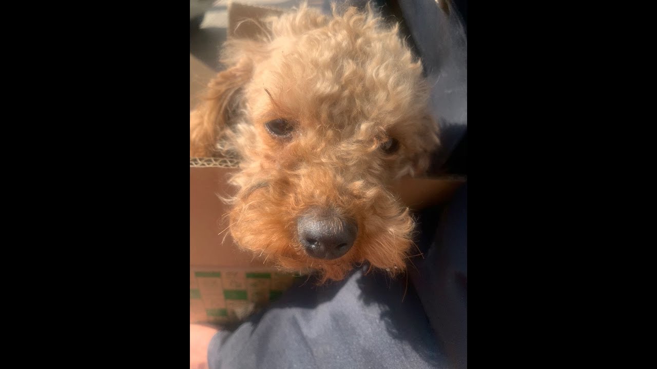 Disabled Poodle Abandoned - YouTube