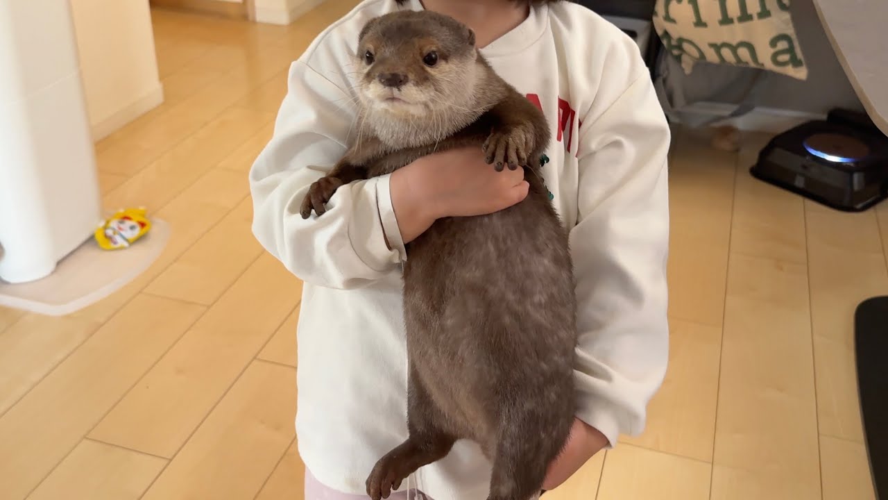 When a 3-year-old tried to hug an otter, a cat, and a wallaby