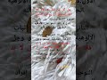 شهادة لا الاه الا الله هل تكفي للدخول للجنة