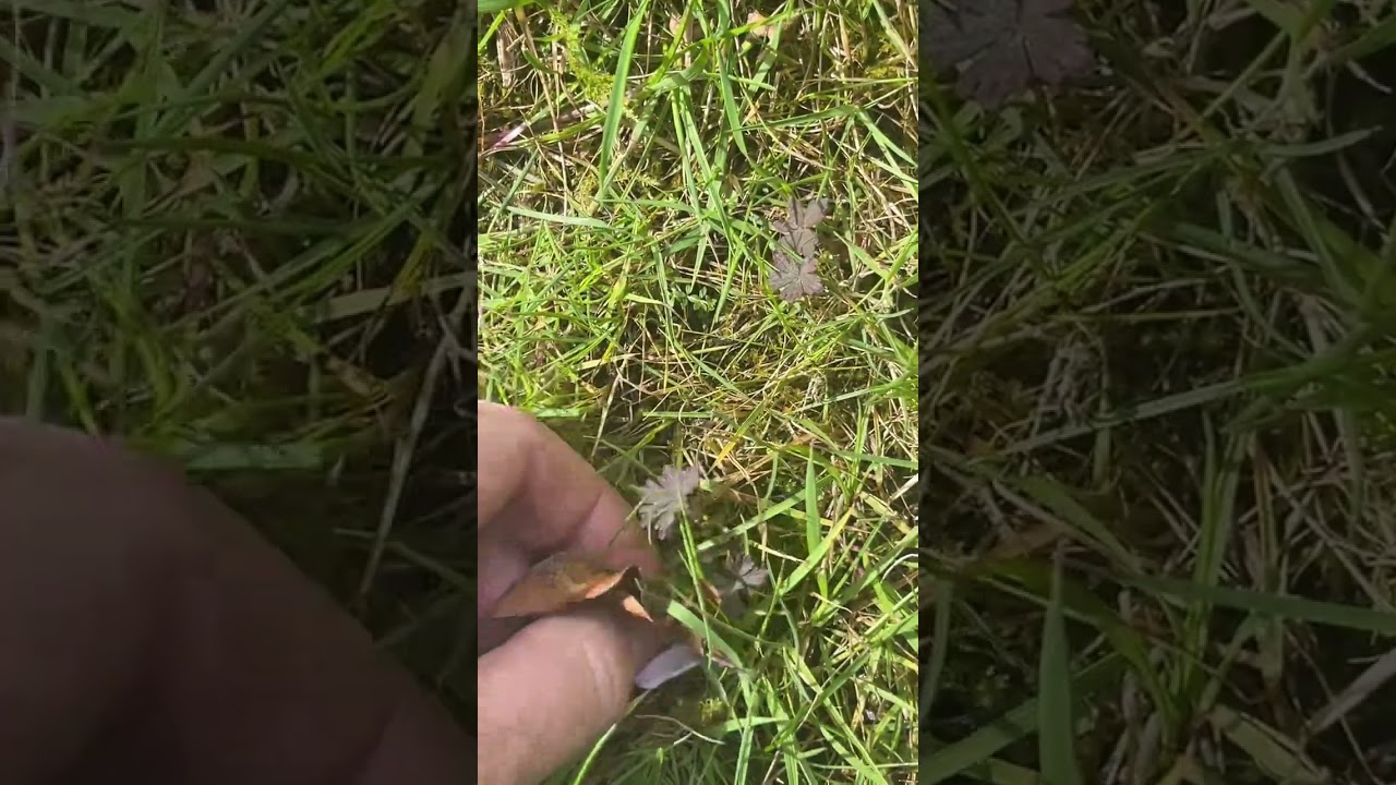 Dark leaved Geranium pratense seedlings competing with the grass - give them a hand. Year 1 (Part 1)