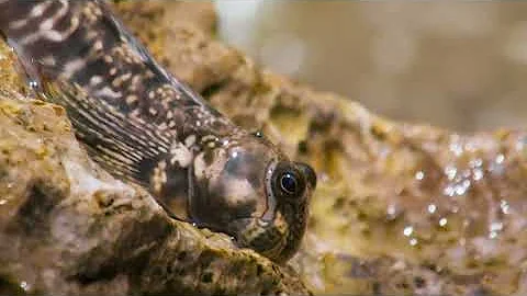 Как выживает и размножается морская собачка (сем. Blenniidae) живущая практически на суше ?