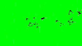 GREEN SCREEN  4K ANIMATIONS EFFECT FLYING BIRDS