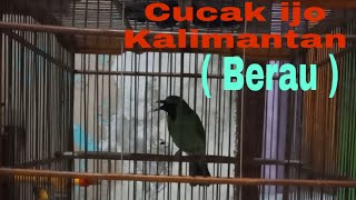 Download Lagu Cucak ijo kalimantan ( Berau ) MP3