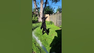 Poodle’s Epic Water Jump! #standardpoodle #Poodle #doglife #giantpoodle #dogs #doglife