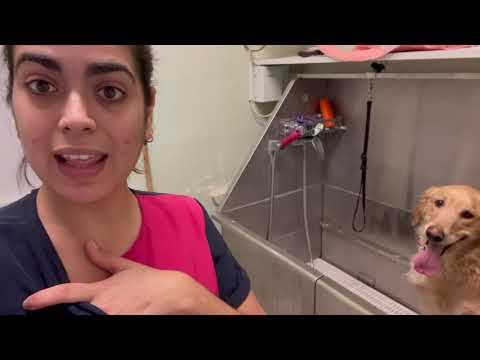 🐕Bañando a un Golden Retriver / Bathing a Golden Retriver 🐕 hqdefault