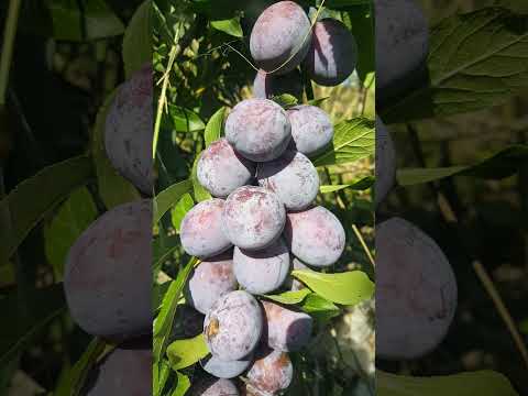 Video: Cultivarul „Haganta” de prune: Cum să îngrijești prunii Haganta