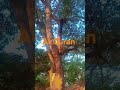 Al Quran surah Tariq Ayah#quran #islam #shorts #video