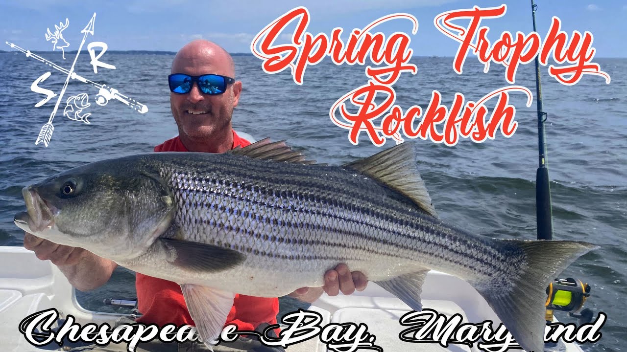SPRING TROPHY ROCKFISH Trolling YouTube
