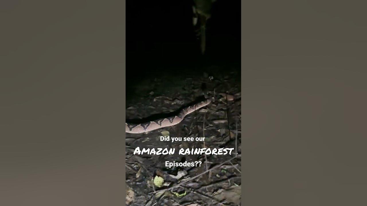 the-largest-viper-in-the-world-youtube