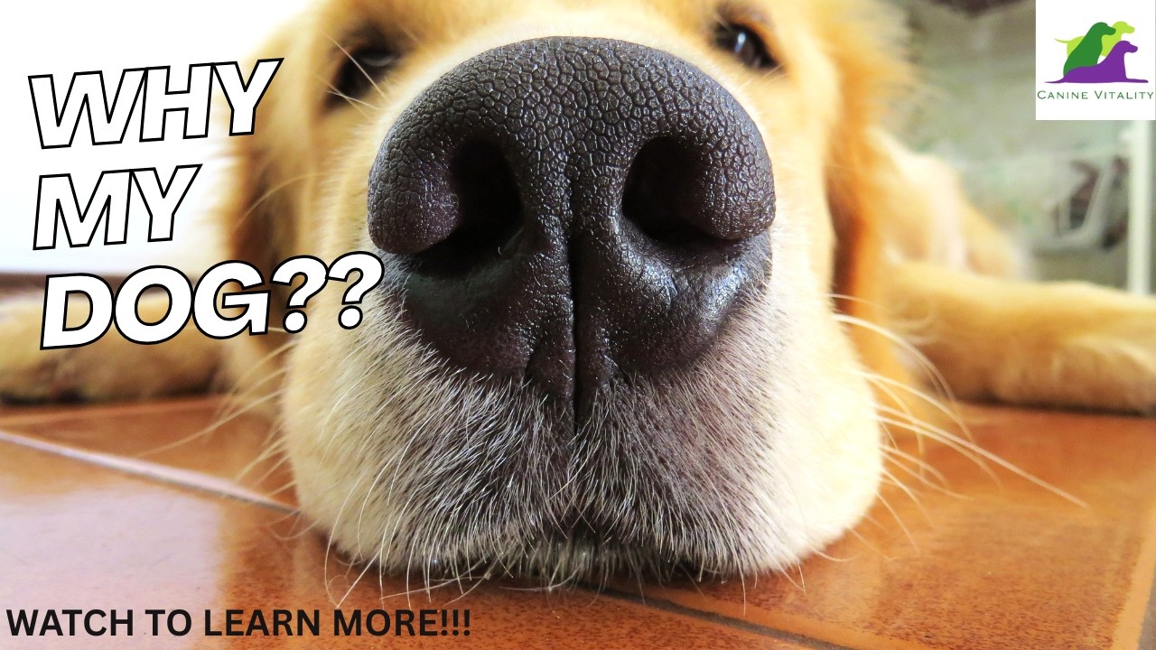 Why your dog’s Immune System Breaks down (And What’s Driving It)
