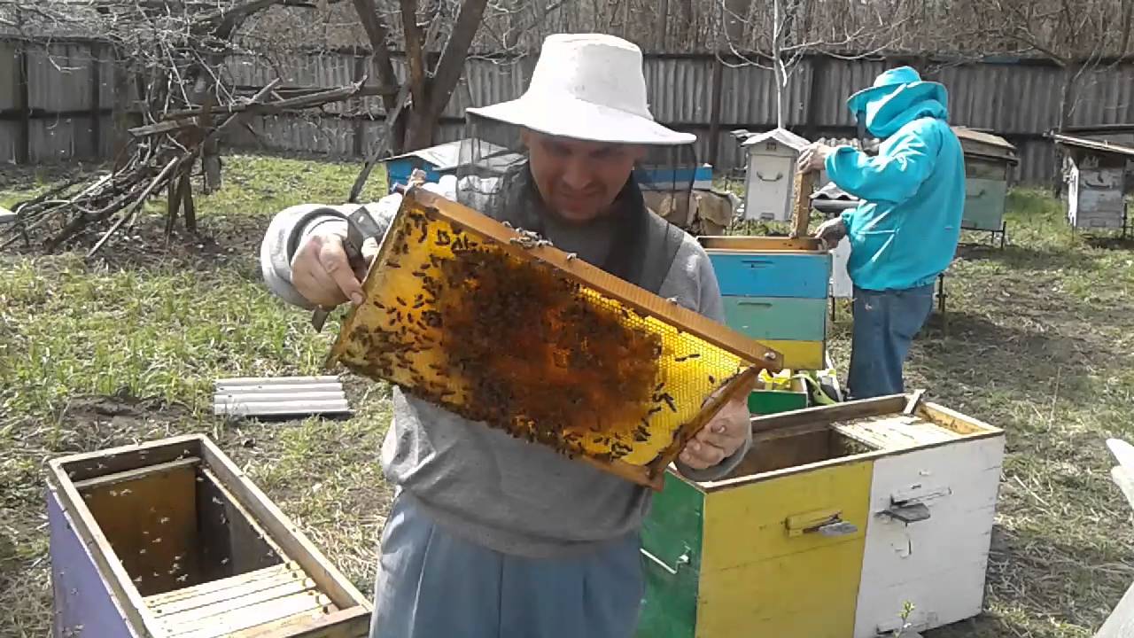 Пчелосемьи купить воронежская. Вылет пчел весной. Очистительный облет пчел. Белый сок пчел. Сок пчёл на доме.