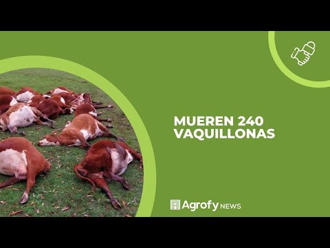 Corrientes: muren 240 vaquillonas por presunta intoxicación con nitratos