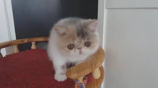 Exotic Shorthair Kitten Girl 25 Months Old