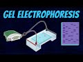 Gel Electrophoresis of DNA